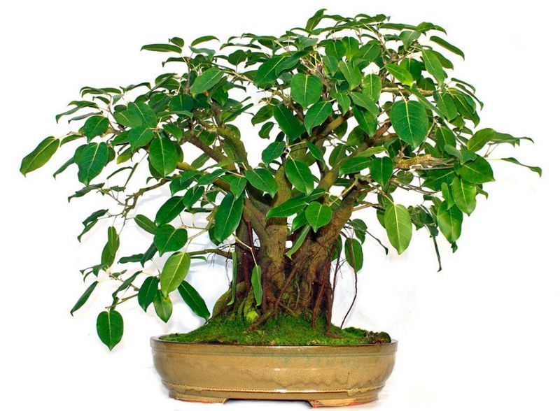 Ficus Ficus