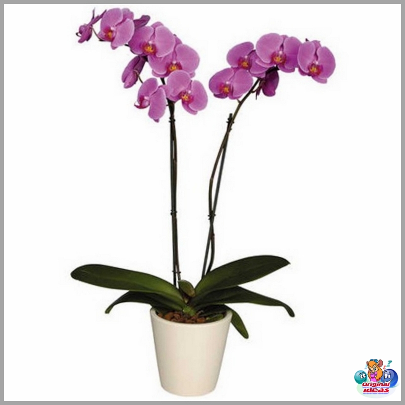 Orquídea feng shui Orquídea feng shui