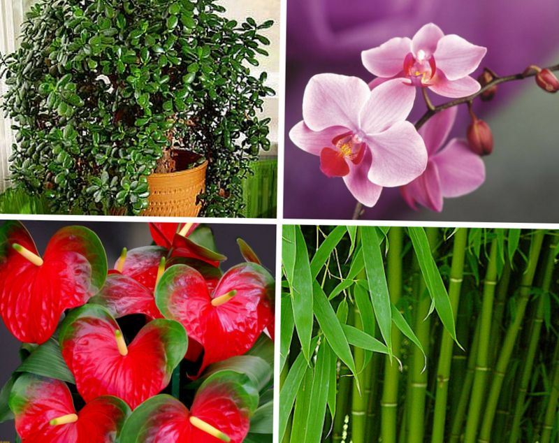 Plantas de interior Feng Shui Plantas de interior Feng Shui