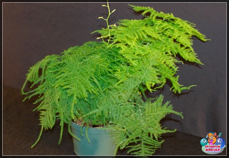 Plantas de interior Plantas de interior