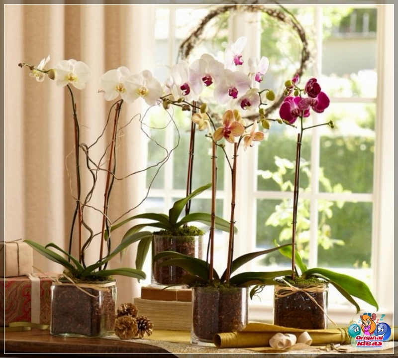 Orquídea Feng Shui en el dormitorio Orquídea Feng Shui en el dormitorio