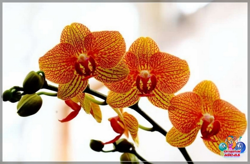 Orquídea Orquídea