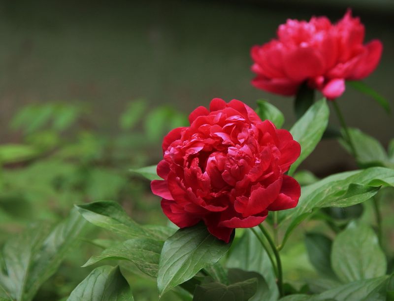 Peonías rojas Peonías rojas