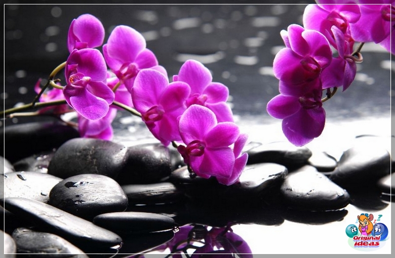 flor flor