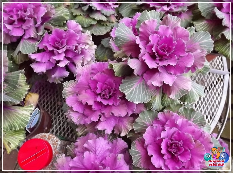 Zierkohlblätter bilden eine mehrfarbige schöne Rosette, die einer Rose ähnelt