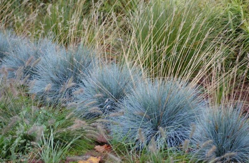 dekorativ Grauschwingel im Landschaftsdesign