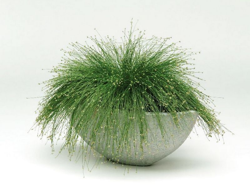 Isolepis in der Landschaftsgestaltung Isolepis in der Landschaftsgestaltung