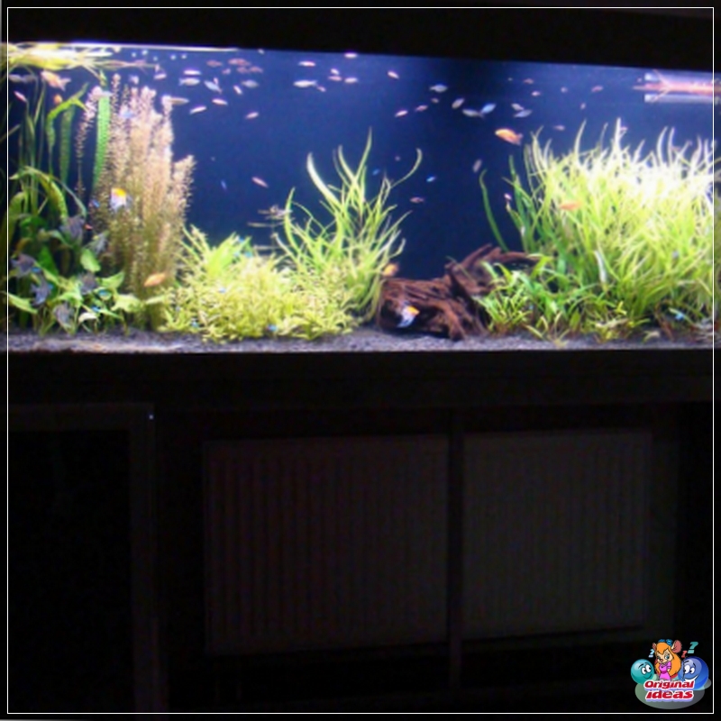 feng shui Plantas Feng Shui
