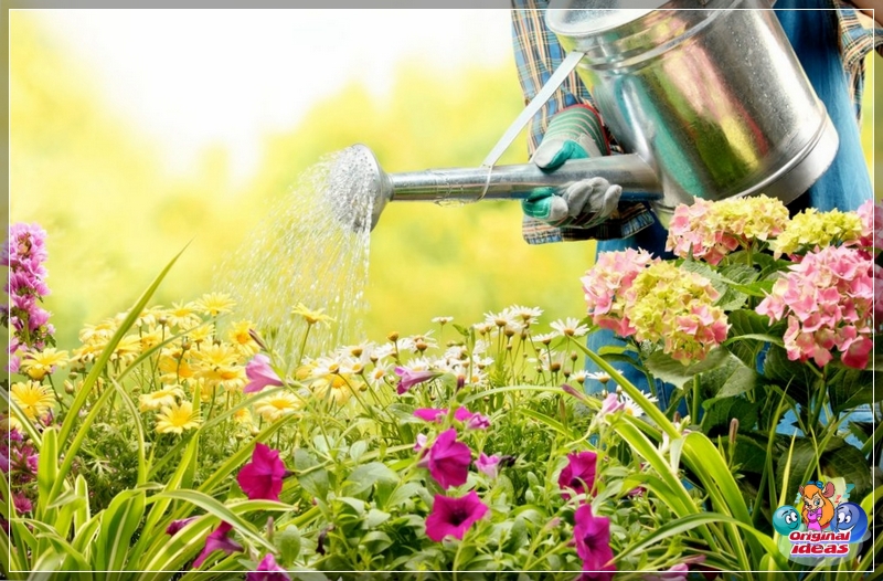 Blumengarten Blumen gießen