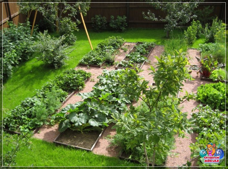La combinación correcta de verduras en el jardín
