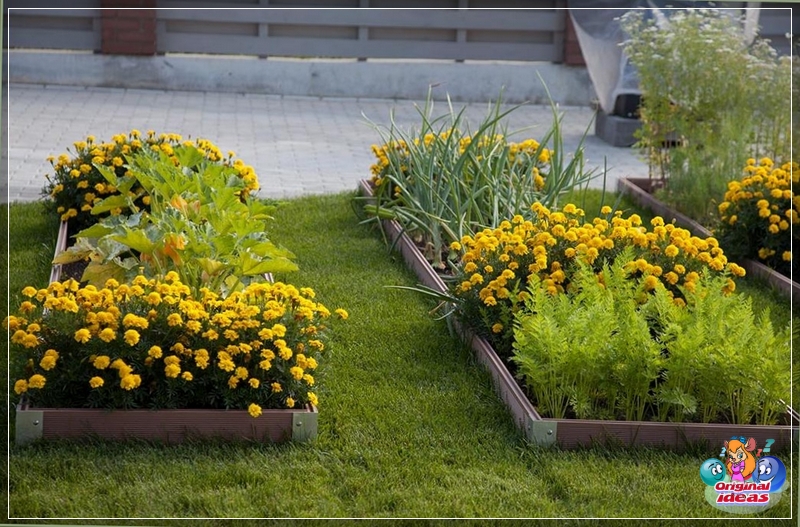 Camas lisas con flores de color amarillo brillante en un césped verde