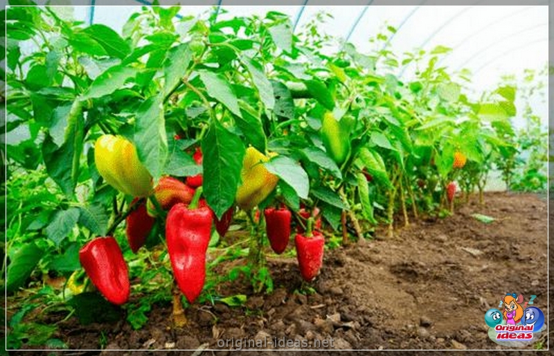 9 most common mistakes when growing peppers () 9 most common mistakes when growing peppers