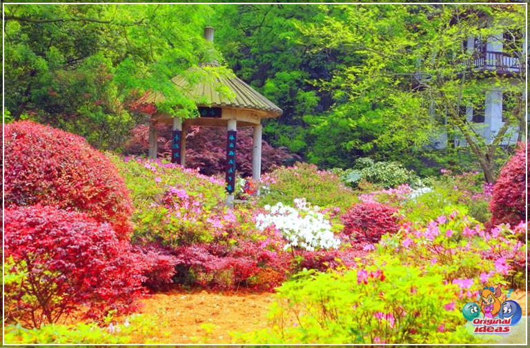 49 Gazebo Designs (Picture Gallery) (soffitto, spazio, gazebo, caratteristiche, disegni, foto, galleria, questo gazebo) 49 disegni di gazebo (galleria di immagini)