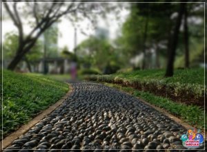 Садовыя садовыя шляхі: ідэі вядучых ландшафтных дызайнераў (125 фотаздымкаў і відэа)